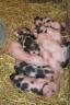 thm_schweinchen.jpg
