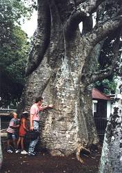 der Riesenbaum